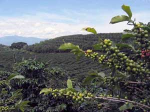Rostlina kávovníku odrůdy ARABICA